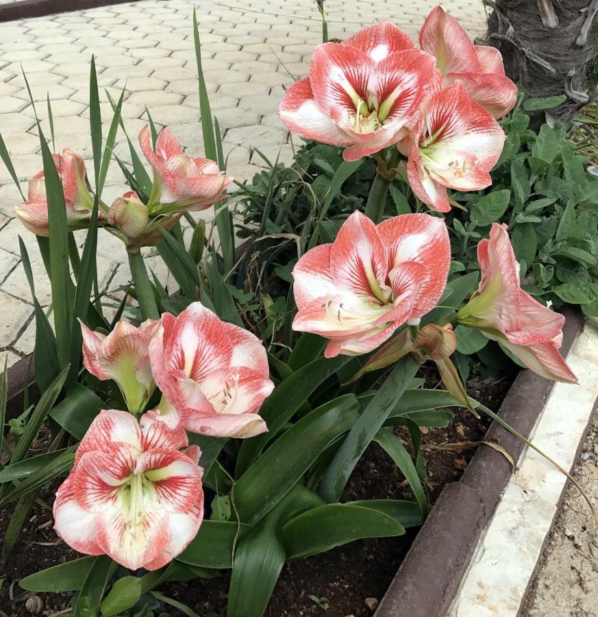 Вілла Palme Пореч Екстер'єр фото